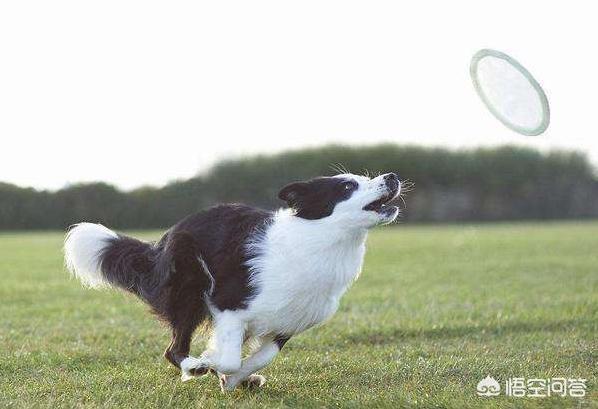 天生无脖牧羊犬遭弃:养边牧，生活会发生什么样的变化吗？
