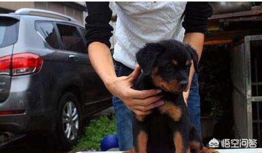 比利牛斯山犬黑色:哪些狗狗非常忠心，会用自己的生命去保护主人？