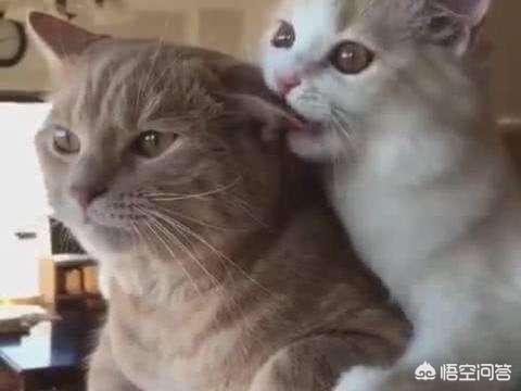 母猫会养小猫吗:为什么母猫会把小猫叼到主人面前？