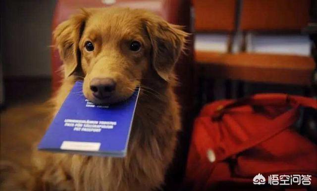 法斗犬能坐飞机吗:宠物可以带上飞机么，宠物如何办理托运？