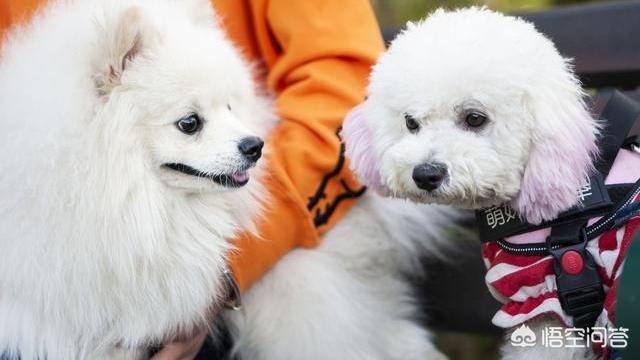 博美犬图片:宠主饲养博美时，有哪些误区呢？