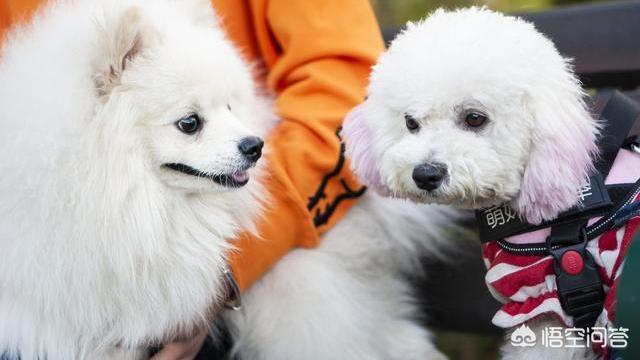 博美犬图片:博美较其他小型犬的优点是什么，博美为什么好？