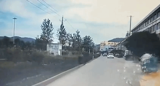 地震搜救犬全部处死搜救:藏獒能灭老虎和狼，为什么没有列为国家保护动物？