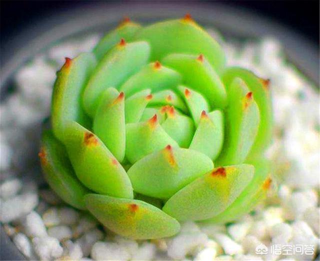 头条问答 摄影怎么拍多肉植物 静夜 15个回答