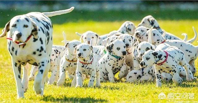 茶杯犬“背后的黑暗”，纯种狗的悲哀！人类畸形的审美观，为什么要让宠物承担痛苦