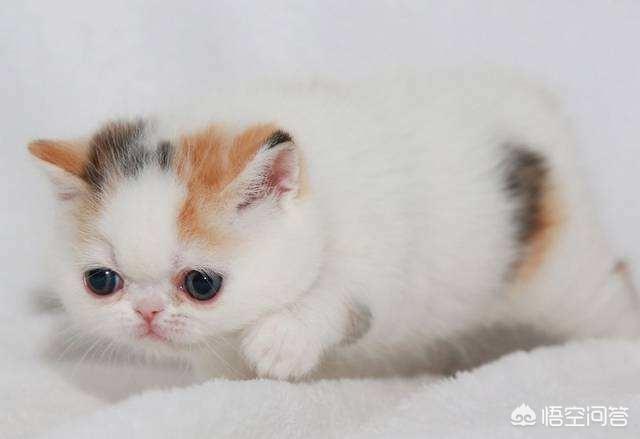 猫泛白细胞减少症病毒英文:猫瘟怎么治，小猫得了猫瘟怎么办？ 猫瘟英文简称
