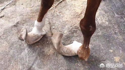 为什么马蹄上要钉蹄铁，为什么驯养的马要定期换马掌，野马不用脚掌也能跑得很快