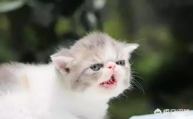 猫咪品种大全及图片:中国自己的猫都有些什么品种？ 猫咪品种大全及图片和名字