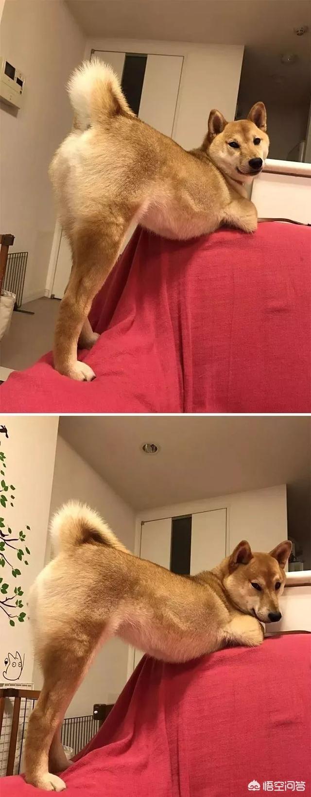 狗和狼的DNA一样吗？插图17