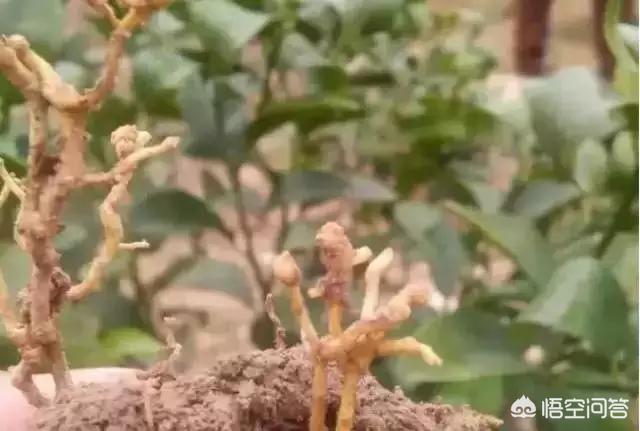 花叶芋穿孔线虫病:果树根部病害严重可导致整株死亡，该怎么办？