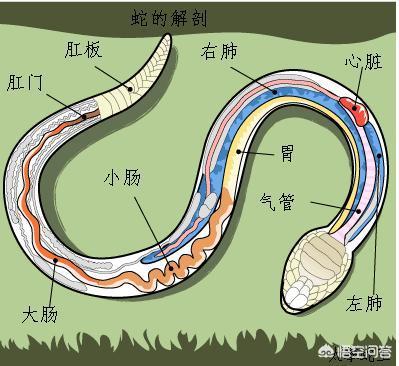 噬鱼蛇毒:蛇毒从嘴里吃进肚会中毒吗？