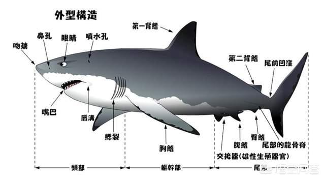 山东一高校湖内出现大型肉食鱼，为什么一些人只吃鱼翅，不吃鲨鱼肉