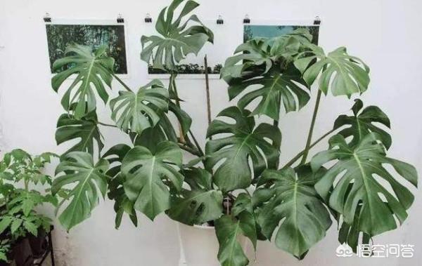 花叶万年青的作用:除甲醛十大有效排名植物，你知道吗？