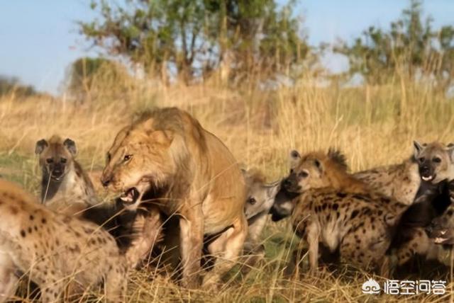 群狼谷论坛资源下载:狮子经常捕杀鬣狗，换做老虎能打赢鬣狗吗