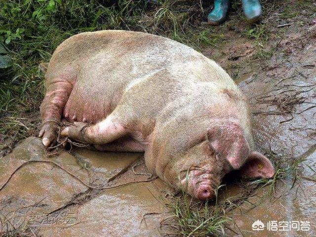 五六十斤猪拉稀不吃食怎么办:育肥猪拉稀症状好后，吃食差，这该怎么办？