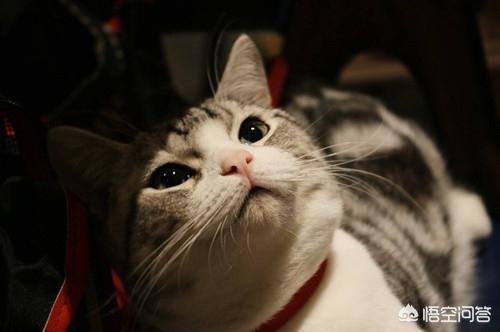 半夜猫叫代表什么:半夜听到猫叫难受的要崩溃是什么情况？
