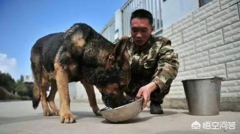 地震救援搜救犬:警犬退役后会怎样处理？会被人领养吗？