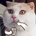养猫还是养狗:没有养过宠物，应该先养猫还是先养狗？