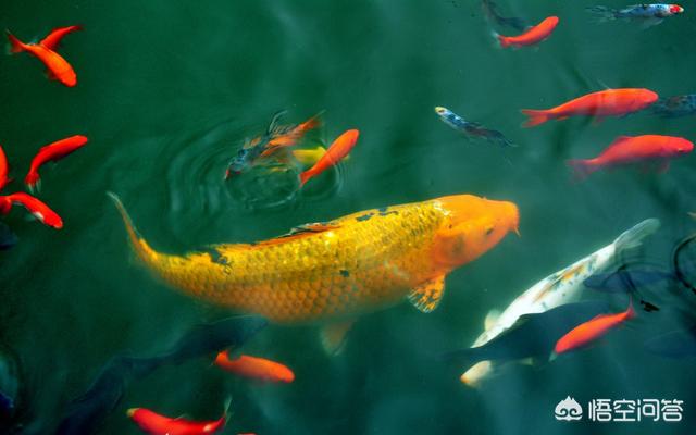 头条问答 西游记唐太宗李世民从地府返阳前 到渭水边看到那对金色鲤鱼 为什么迟迟不肯离开 13个回答
