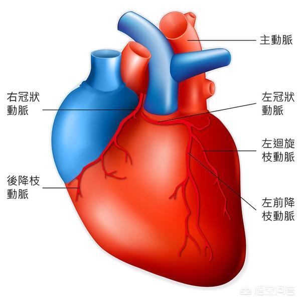 心脏不好的人,经常会有“2痛”和2“紫”,都是指什么？