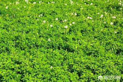 养兔子种哪几种牧草比较好？
