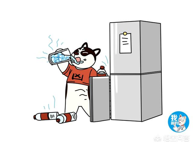 斗牛犬躲冰箱避暑视频:酷夏，你们是怎么帮自己家的宠物避暑的？ 斗牛犬睡觉盖被子视频