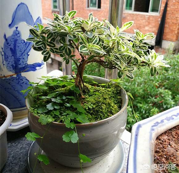 六月雪怎么养:六月雪怎么养家庭养法 六月雪该如何养成盆景呢？