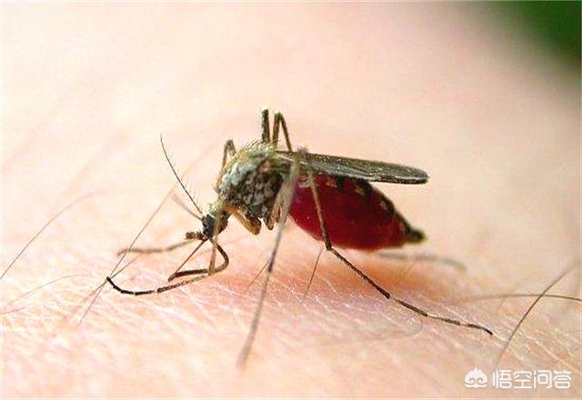 蒙古死亡之虫:草中能导致人死亡的虫子有哪些