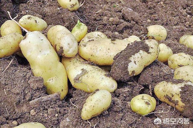 熟黄豆和熟鸡粪哪个肥力好，种马铃薯时农户用煮熟的黄豆做底肥效果怎么样