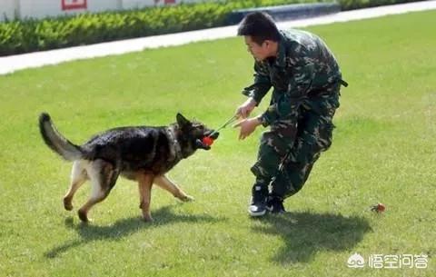 训狗有方 衔取:怎么教大麦町犬大麦町幼犬的喂食要点？