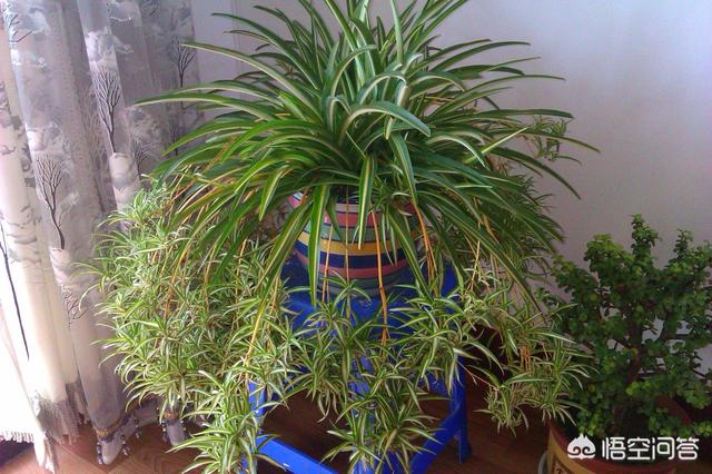 室内适合养的18种植物,什么花适合室内养，易活？