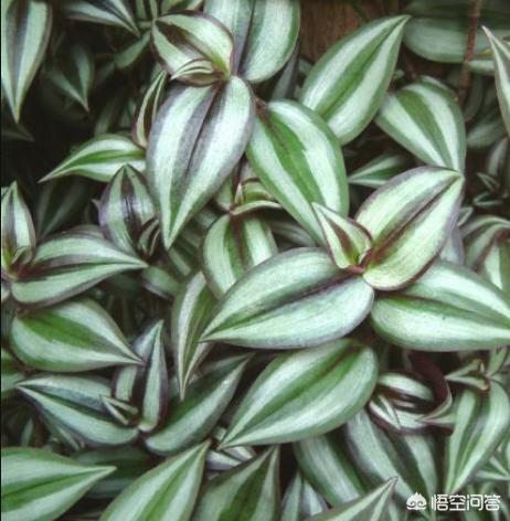 花卉图片大全吊竹梅:怎样种植吊竹梅，让它长得很茂盛？