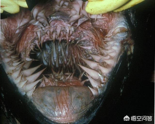 有趣的科普小知识,有没有一些关于海洋动物有趣的科普？