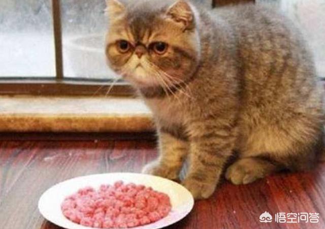 猫不吃猫粮有几种情况，猫猫突然不吃猫粮了，这是怎么回事