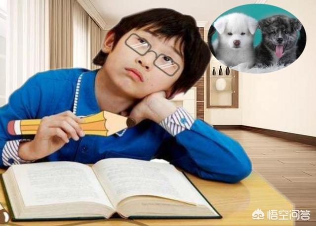 养狗这件事3g下载:孩子特别想养狗，可我怕她耽误学习，我该怎么办？