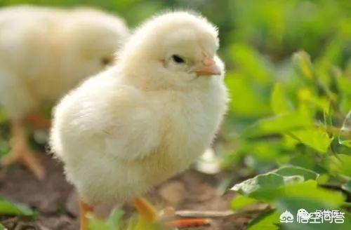 病弱反派饲养指南:病弱猪如何饲养管理才能提高效益？