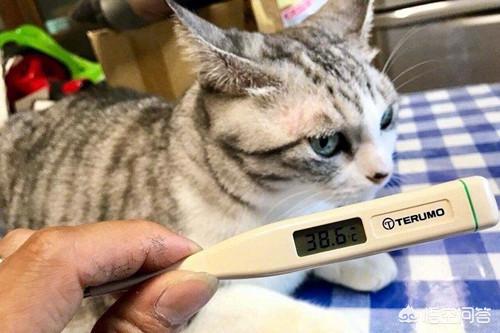 猫咪打完疫苗后能吃猫罐头鱼吗:猫咪打完疫苗第二天就咳嗽，应该怎么办？ 猫打完疫苗后能吃猫罐头吗