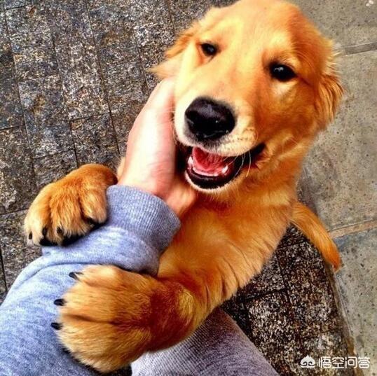 训练狗狗接飞盘的视频教程:你知道狗狗看似简单的动作其实有很多秘密吗？