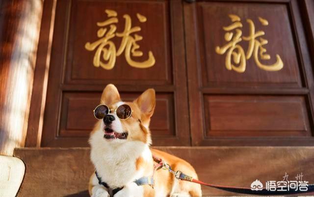 威尔士柯基犬的寿命:柯基犬几岁开始步入晚年？老了的柯基如何照顾才正确？