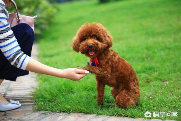 宠物狗贵宾:贵宾犬图片 为什么养贵宾犬别养公的？