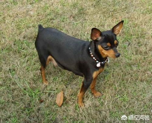 鹿犬幼犬怎么养:小鹿犬5个月嘴巴很臭，小鹿犬嘴臭吃点什么呢？