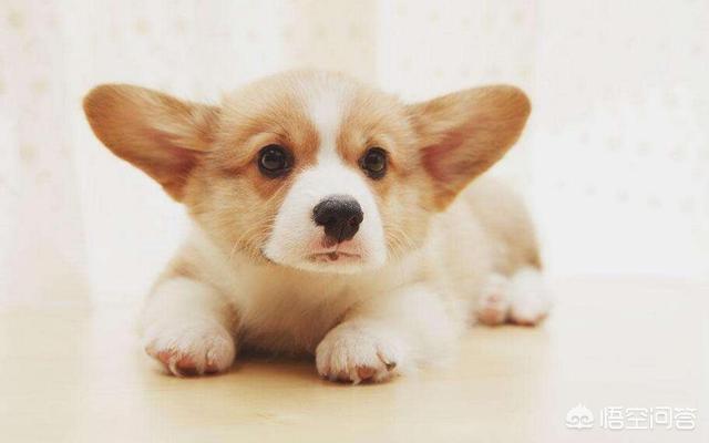 怎样挤肛门腺:肛瘘用什么洗最好 柯基犬不挤肛门腺有什么后果？