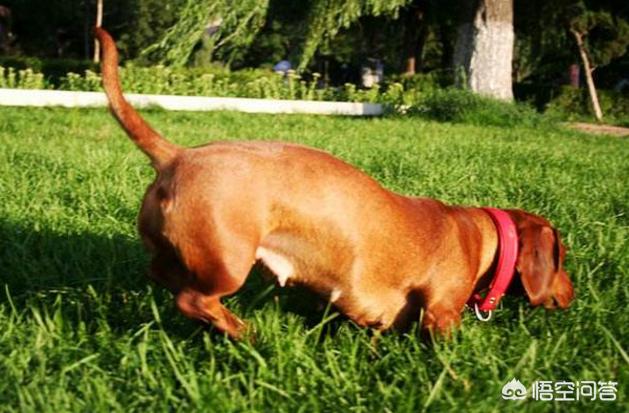波士顿梗犬尾巴:为什么有些狗尾巴要断掉？
