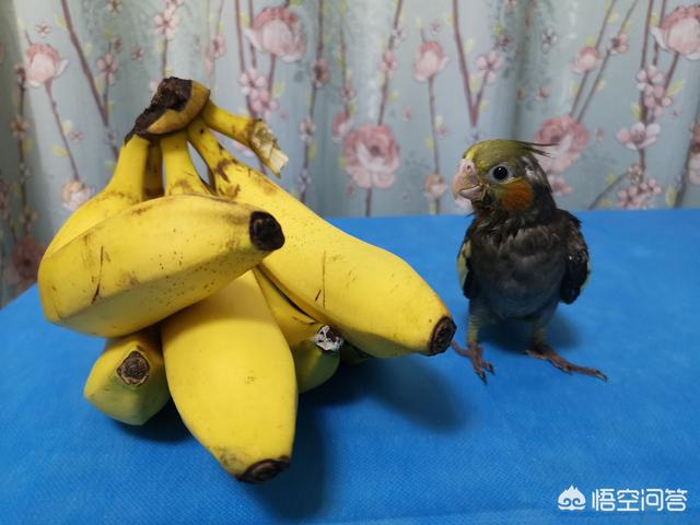 爰德华无花果鹦鹉:双眼无花果鹦鹉 玄凤鹦鹉吃什么水果会比较健康？