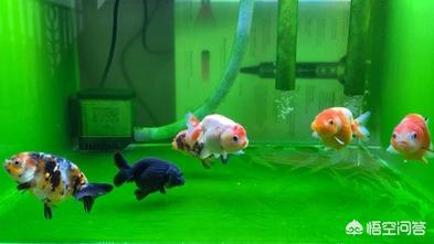 头条问答 金鱼缸养什么水草好 Yee1212的回答 0赞