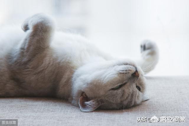 猫爬架设计图尺寸:怎么自制猫爬架diy教程？