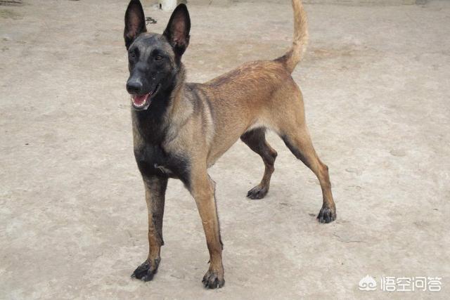 比利时马犬:为什么我的马犬感觉像二哈一样？一点也不凶，怎么训练性格？ 比利时马犬多少钱