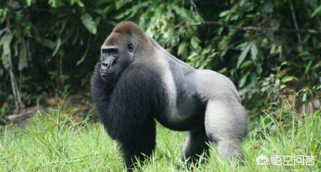 美国动物园18只猩猩感染新冠，那只感染病毒的老虎现在怎么样了