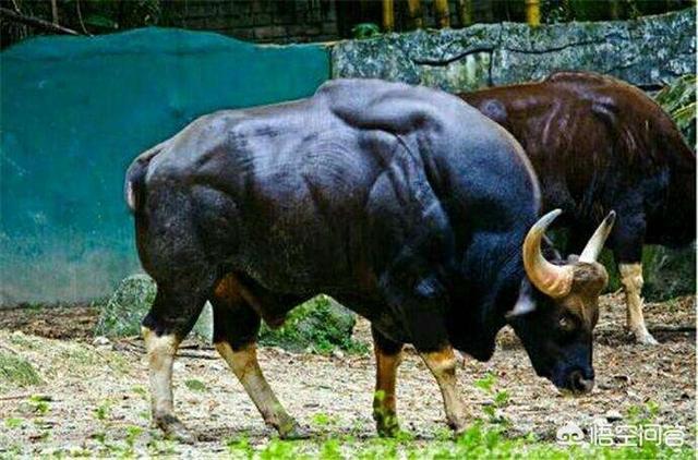 白肢野牛平均体重，白肢野牛和非洲野牛哪个战斗力更强、牛角更有杀伤力