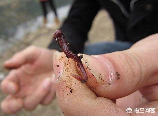 蚯蚓吃什么食物腥味大:蚯蚓要吃什么食物 大家钓鱼为什么都用面饵？蚯蚓不能钓大鱼吗？